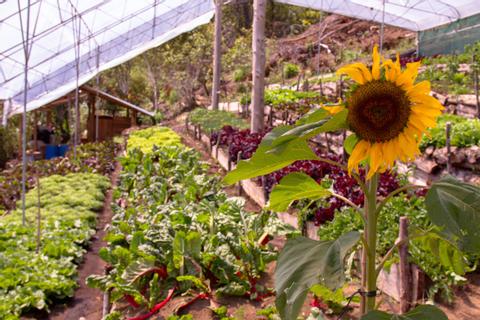 Finca Madre Tierra - Agricultura Sostenible Costa Rica